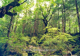 Virgin Forest in Jiuzhaigou